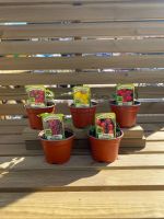 Tomato Plant Varieties in 9cm Pots