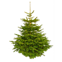 Nordmann Fir Christmas Trees