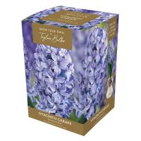 Hyacinth Bulb with Glass Carafe Set