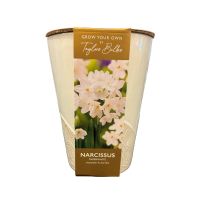 Narcissus Paperwhite Ceramic Long Tom Indoor Planter