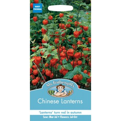 Bright Red Chinese Lantern flowers in the garden