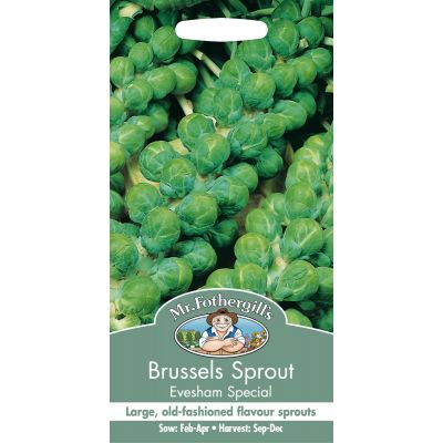 Brussels Sprout (Evesham Special)