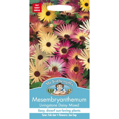 Mesembryanthemum Livingstone Daisy 