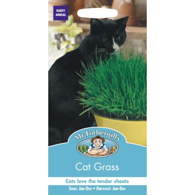 Cat Grass Avena  Sativa 