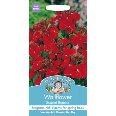 Wallflower Scarlet Bedder  
