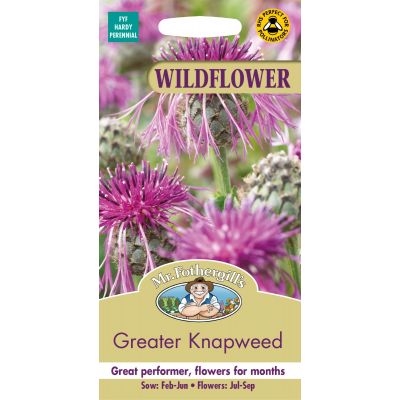 Greater Knapweed   