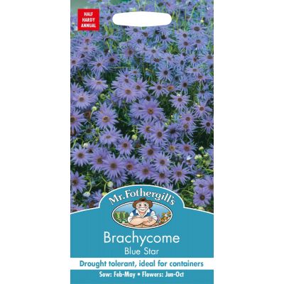 Brachycombe Blue Star 