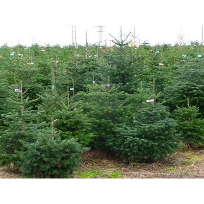 Nordmann Fir Christmas Trees
