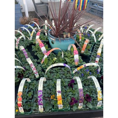 Bedding Packs (x6 Plants) Mixed Varieties & Colours