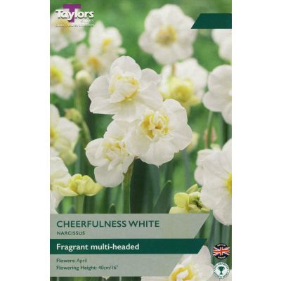 Cheerfulness White Narcissus Bulbs