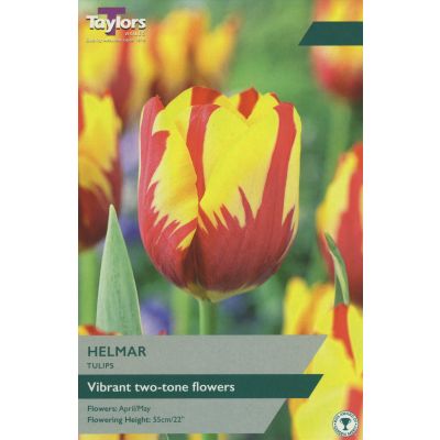Helmar Tulip Bulbs