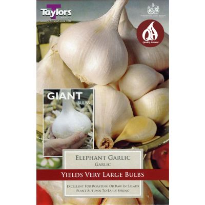 Elephant Garlic Bulbs