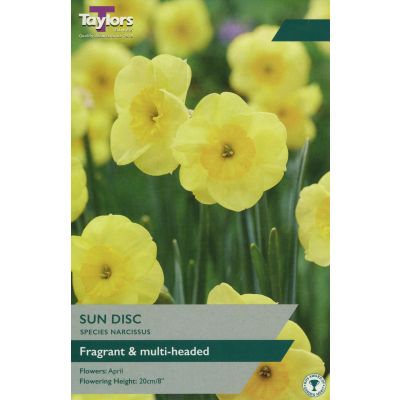 Narcissus Sun Disc Bulbs