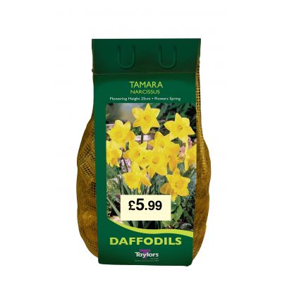 Tamara Narcissus Daffodil Bulbs