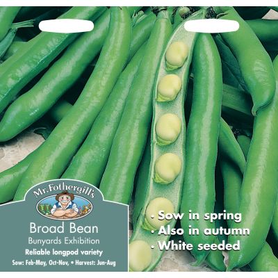 Broad Bean (Bunyards Exhibition)