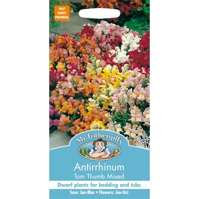 Antirrhinum Tom Thumb Mixed  