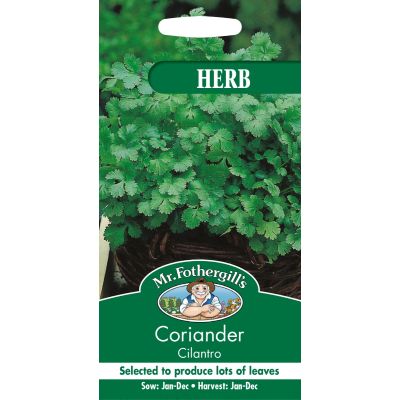 Coriander Cilantro Leaf 