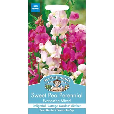 Sweet Pea Perennial  Everlasting  
