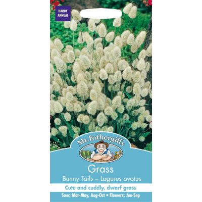 Grass Bunnytails Lagurus Ovatus 