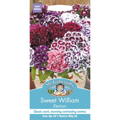 Sweet William Electron 