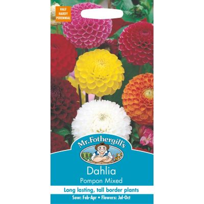 Dahlia Pompom Mixed 