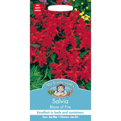 Salvia Blaze Of Fire  