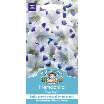 Nemophila Five Spot 
