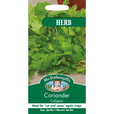 Coriander (Calypso)