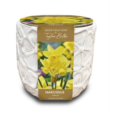 Narcissus Sabrosa Deluxe Embossed Ceramic Botanical Indoor Planter