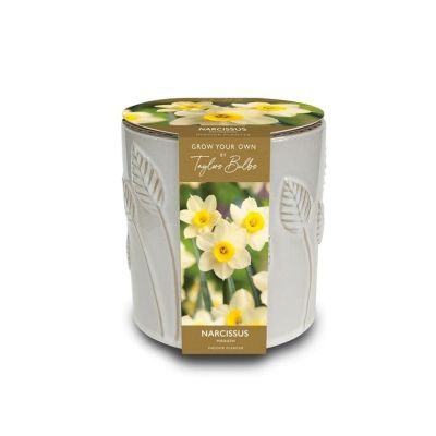 Narcissus Minnow Ceramic Leaf Embossed Indoor Planter