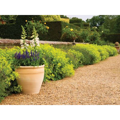 Himalaya Traditional Planter