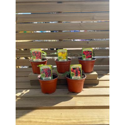 Tomato Plant Varieties in 9cm Pots