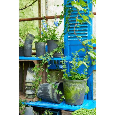 Lacepot Black Patina