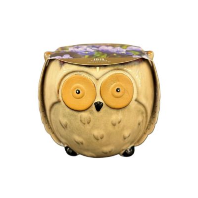 Iris Reticulata Indoor Owl Planter