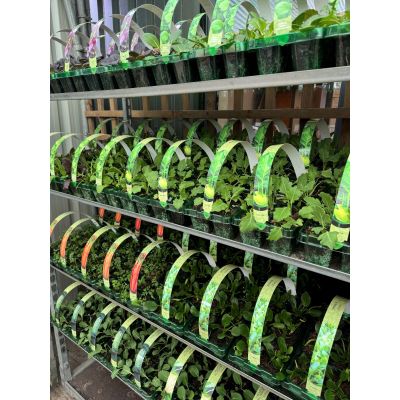 Vegetable Carry Packs