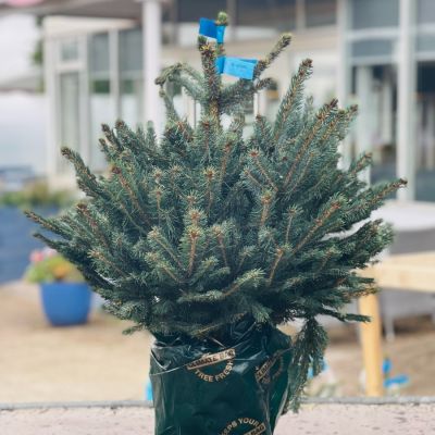Pot Grown Christmas Trees