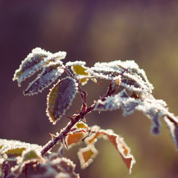 Winter Gardening with Nicola