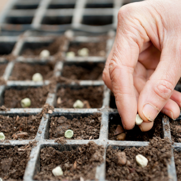 Garden Jobs to Beat the February Blues