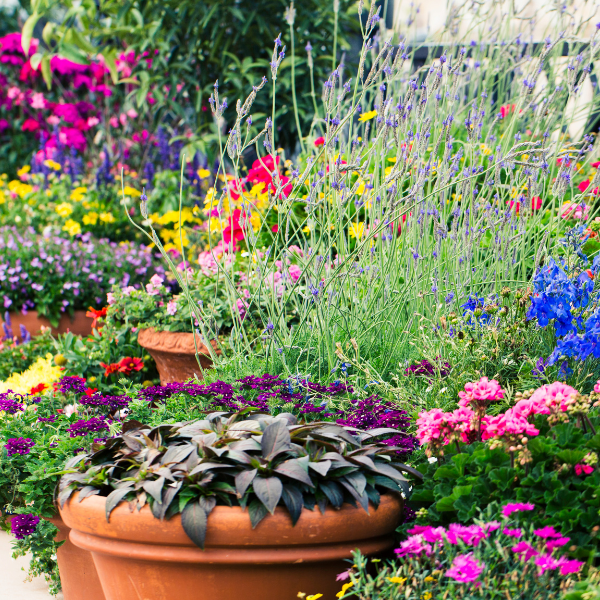 Nicola’s Quick Guide to Low-Maintenance Gardening