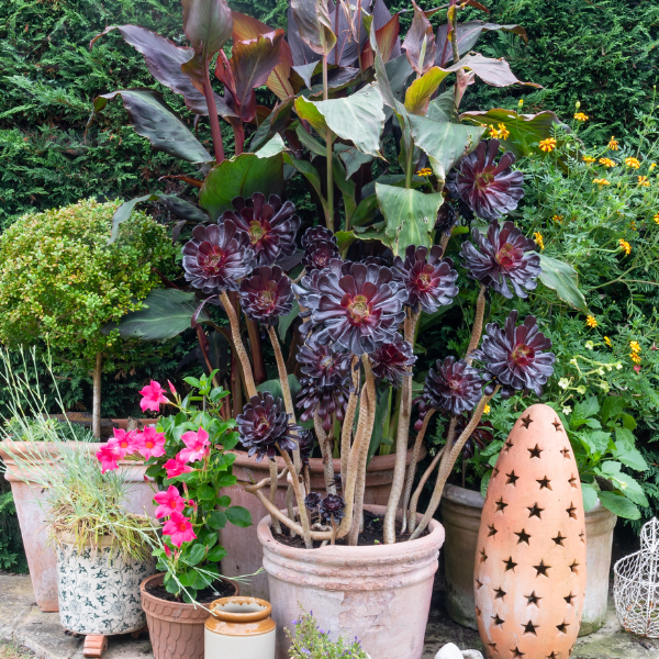 Nicola’s Guide to Keeping Your Garden Looking Good Into Autumn