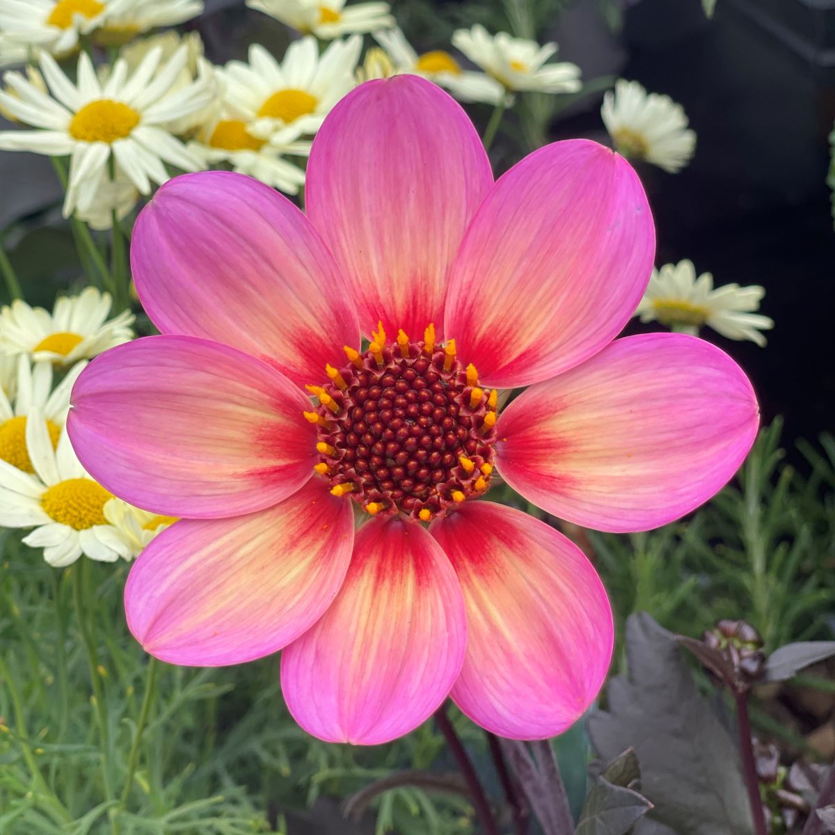 Gardening In August