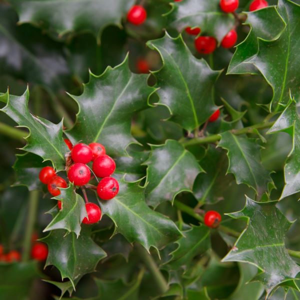 Gardening In December