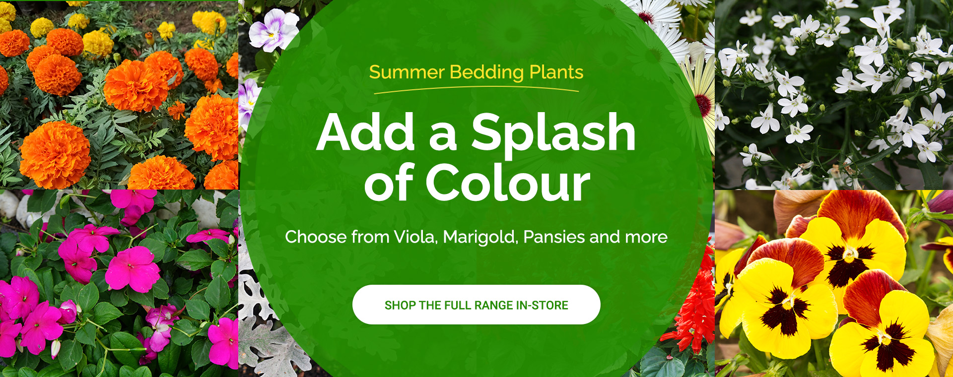 Bedding Plant