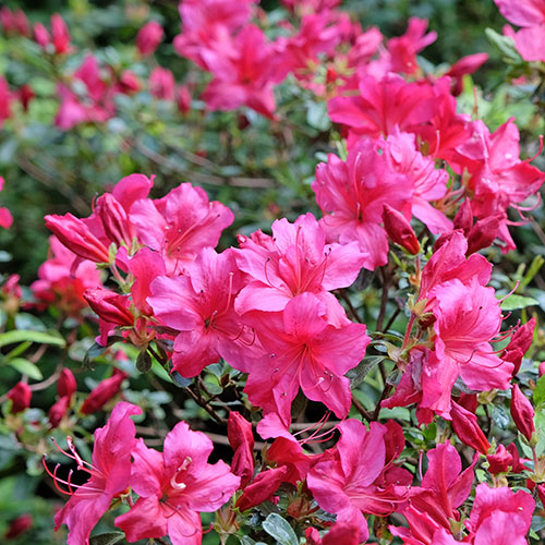 Azalea