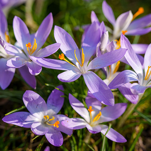 Crocus