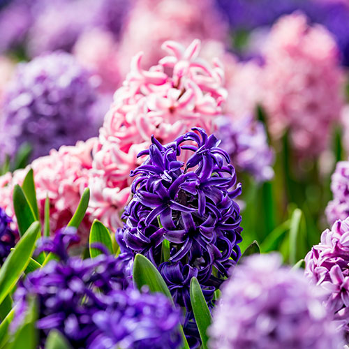 Hyacinth