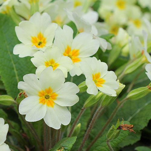 Primula