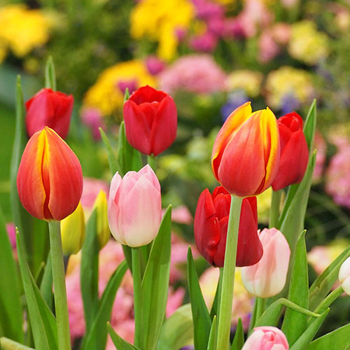 Tulips